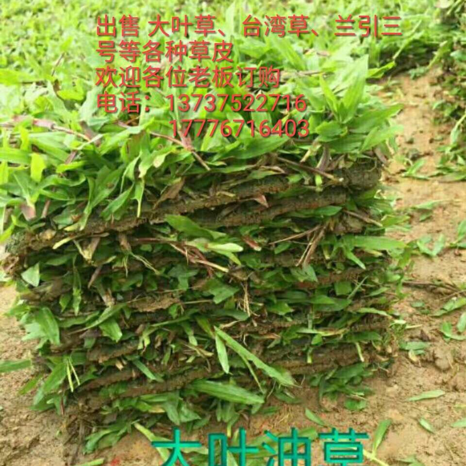 大叶油草